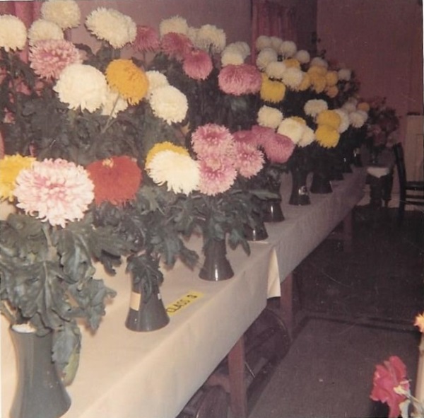 Tupton Hort 1962
